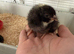 1 Week old Cuckoo Maran chicks