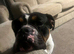 1 beautiful old tyme bulldog puppy left