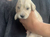 Beautiful mini Goldendoodle s