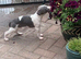Blue kennel club registered whippet pups