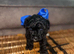 Beautiful jackapoos puppies