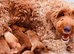 Labradoodles