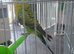 Black wing budgies