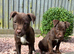 Beautiful Patterdale Puppies