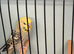 Baby budgies 12 weeks old