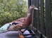 Harlequin ducks for sale