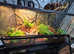 Young blue tongue skink +vivarium