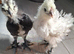 Mixed bantams