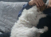 Jack Russel