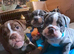 Beautiful old English bulldogs for sale!!!