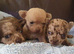 Stunning chihuahuas