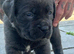 3 Cane corso x extacy bandog pups available