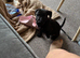 Patterdale dog