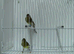Another Pair Of Canaries + New Carry Cage.£50