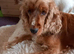 Cocker spaniel puppies