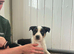 8 weeks old border collie pups