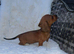 Dachshunds puppy’s