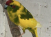 Blue Proven Male Kakariki&rsquo;s