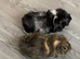 2 male guinea pigs