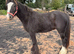2yr heavy cob gelding