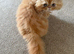Persian male kitten