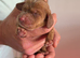 Cocker spaniel puppies