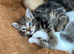 Tabby Kittens