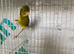 Pair of canary’s