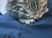 8 week old tabby male