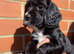 Cocker Spaniel Puppy&rsquo;s