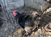 Trio of black pekin bantams