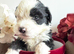 Old english sheepdog x bernese mountain dog puppies.
