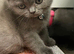 Scottish Fold kittens (straight)