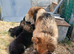 German shepherd pups