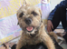 KC Registered Border Terrier Puppies
