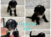 Fab️ F1 Ttoodles Tibetan terrier x Miniature poodle