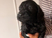Beautiful F1 cockapoo