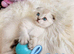 Stunning Scottish Fold & Scottish Straight Chinchilla Kittens
