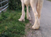 Cream yearly colt