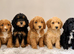 Beautiful Cockapoo Puppies - Ready Now