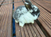 English Spot cross Mini Lop&rsquo;s