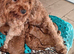 Cavapoo male puppies ready for new homes