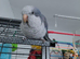 ** RESERVED** Gorgeous blue quaker