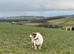 Male jack Russel