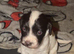 6 Sprocker spaniel pups