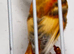 Red siskin mutation