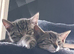 X2 bengal 16 wks x1 m x1 f