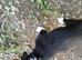 Male Border Collie for sale