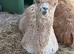 3 Beautiful Alpacas