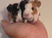 Baby Texel Guinea pigs.